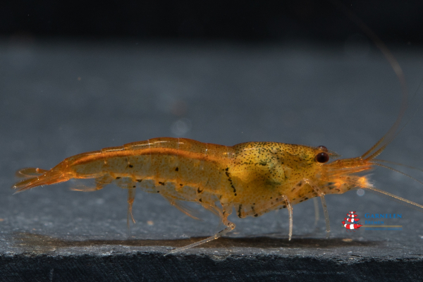 Goldene Tigergarnele / Tangarine / Orange Tiger